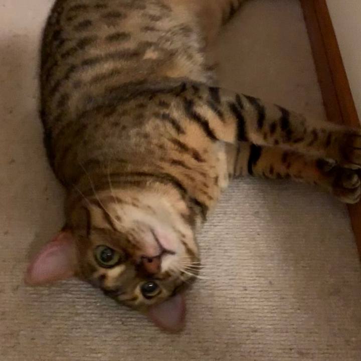 84d36a76 9ab2 4ceb a236 2c897683caea 1565223518718