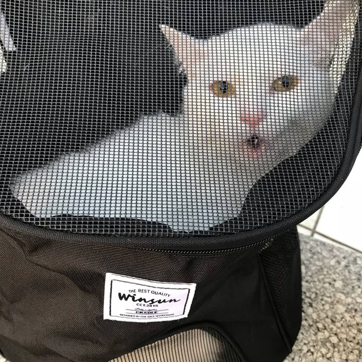 84d8e82b a2b2 49c2 b369 1b9999feba68 1542442658168