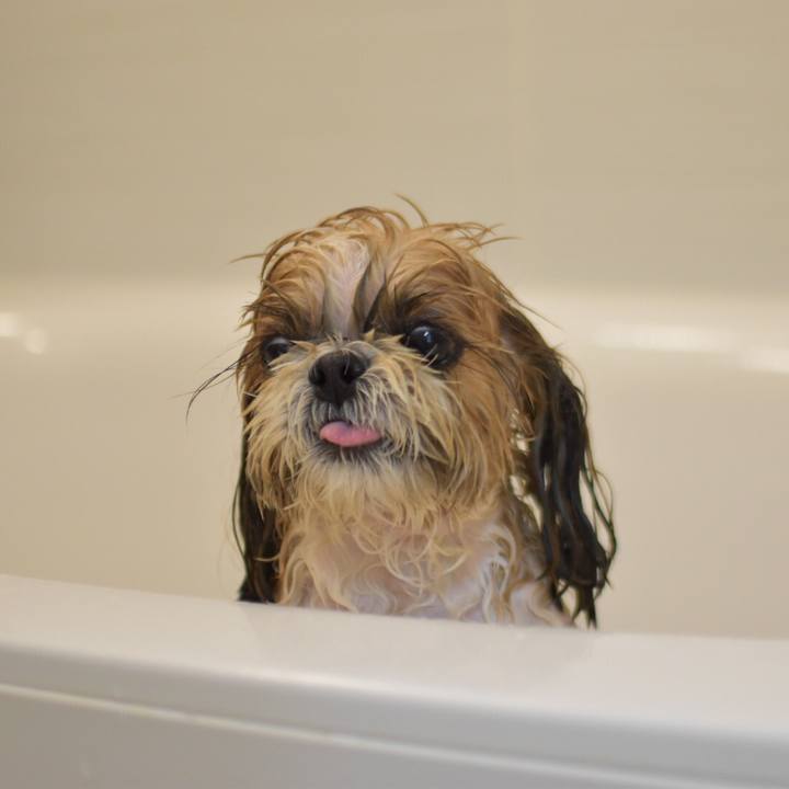 84dacc81 3eec 42af b7d5 79d8f0bd2096 1511510939619