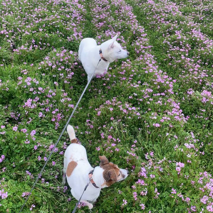 84dce136 6c8c 4383 a21a 1dc0c7862f0b 1555205451685