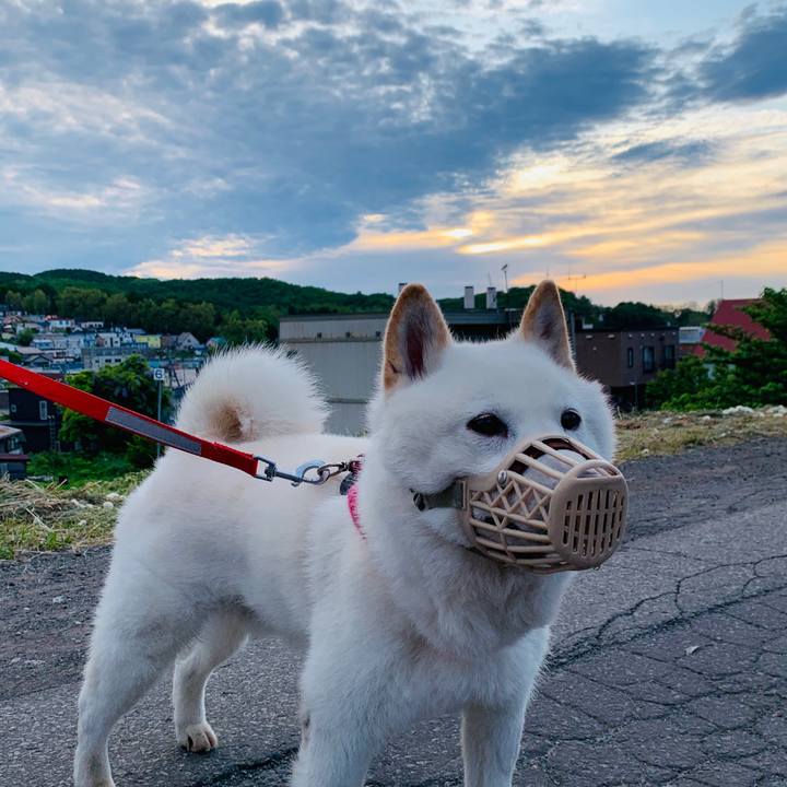 84dce151 7995 4b7c a848 640c8d5233ec 1591128147779