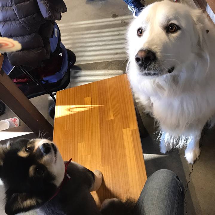 84de82b4 a6f0 484b 934d e6ac698f5862 1545130722874