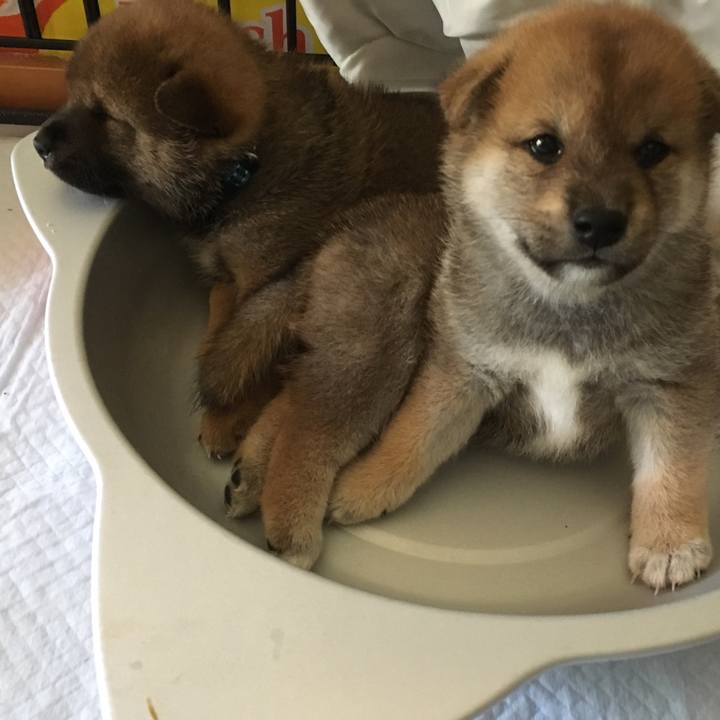 84e0731b 03f2 4f6d 8188 56c60f672610 1521130430690