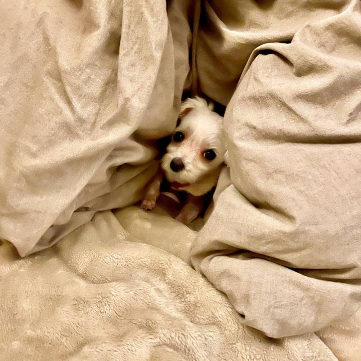 84e1025b f2e6 4024 a25a fc39369ef8e7 1618317418508