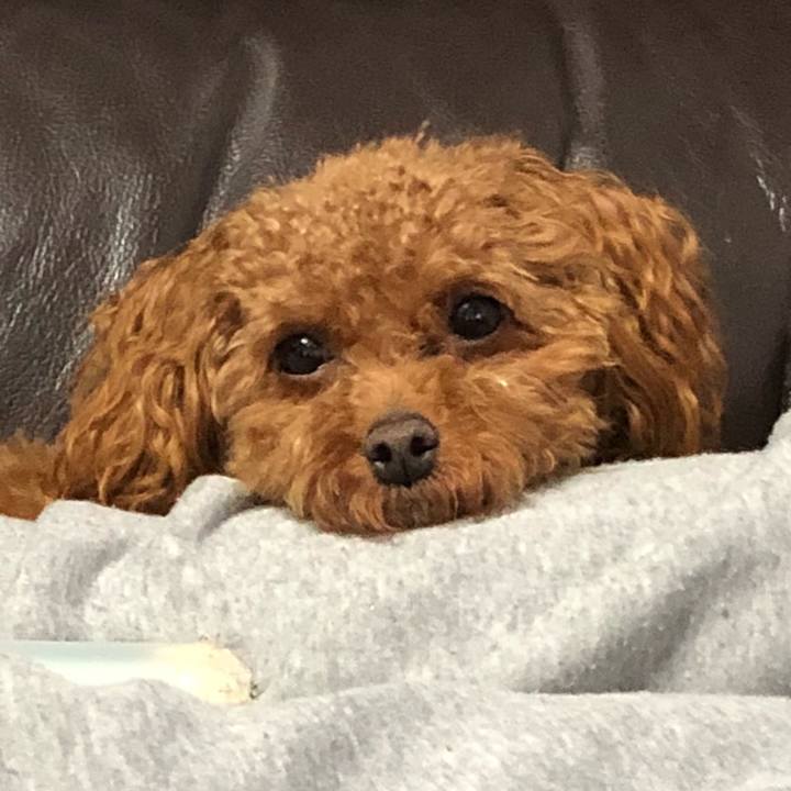 84e1a6f1 53b1 429f 83cd 5052006e6828 1524296280953