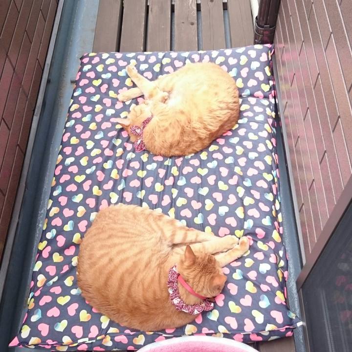 84e2def7 8751 4a01 b497 669dd90f8128 1529212654901