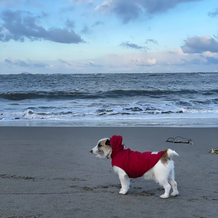 84e5e037 7729 48de 8a8b 2d554a067f4b 1612911617141