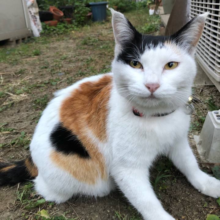 84e6a2c2 8cc4 4994 b617 5c05ec6e068e 1605478466910