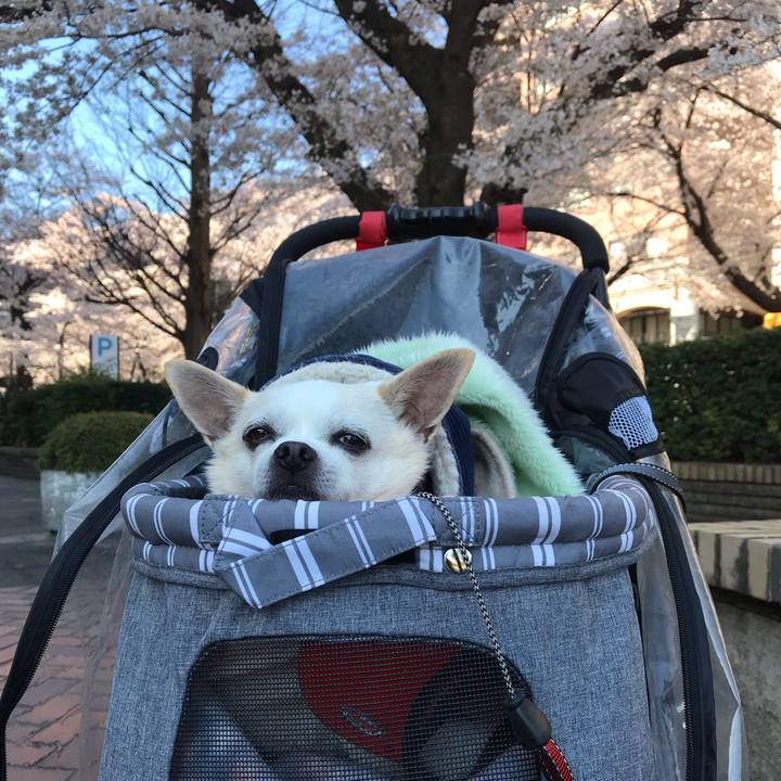 84eb831c 3059 4c40 87f9 d61caf763da2 1554446544584