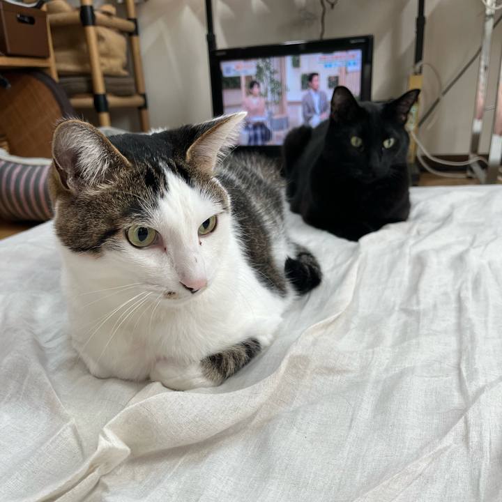 84ed0c04 ad89 4d0e b674 3248f388cf12 1712837203501