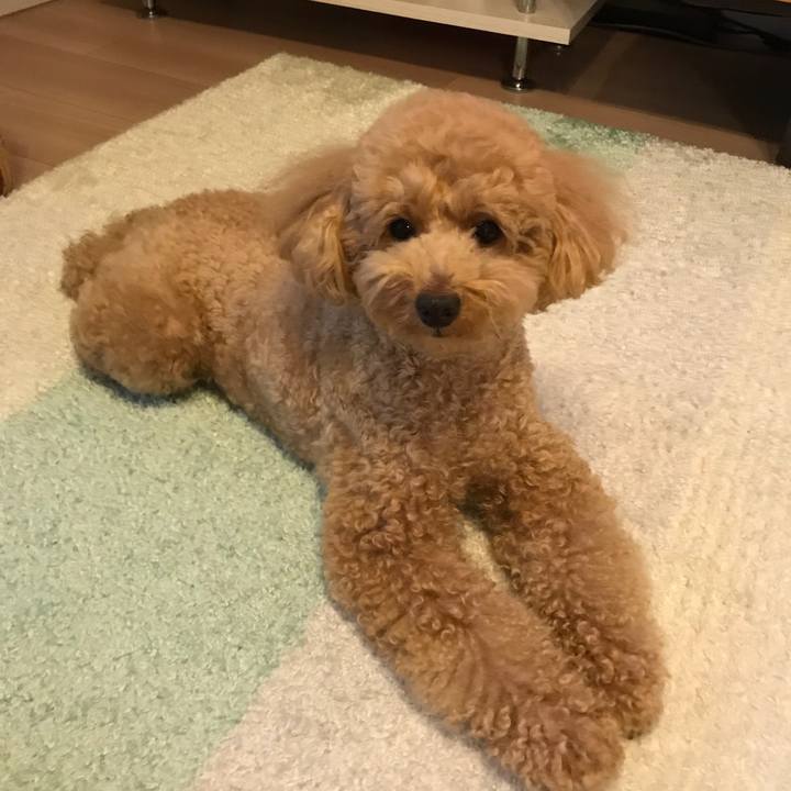 84f087e1 02a7 4d9b b4c6 a91068acec9b 1529485919956