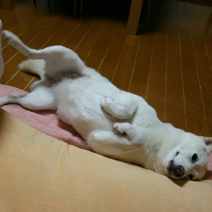 84f0bcb5 f1e4 4d4f 9fa2 8b76ed8a33a0 1561128486037