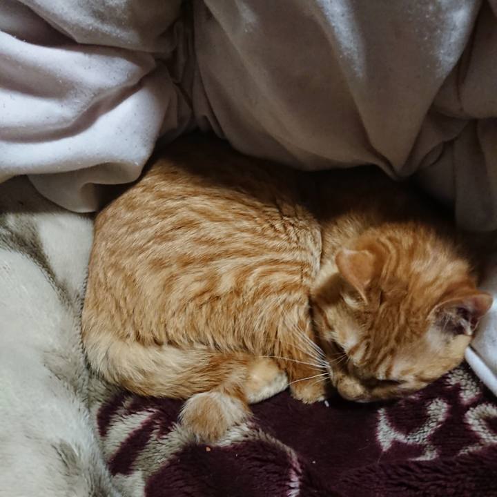 84f1a91a 0b69 4c41 81fb 2188ace308fe 1646309467445