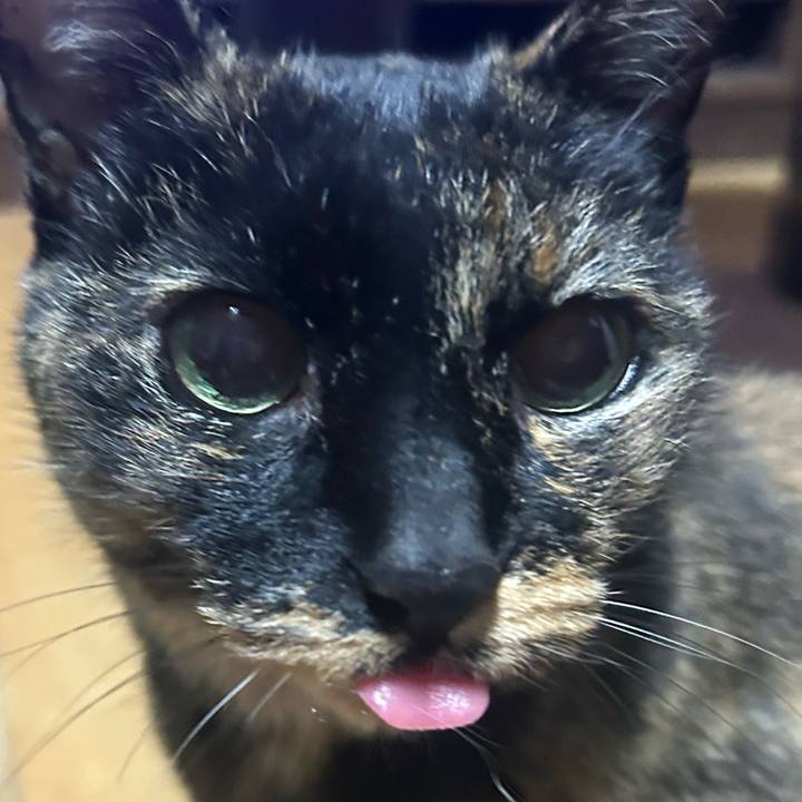 84f4cd32 6315 4d70 a26d 7a515959f371 1775304005731