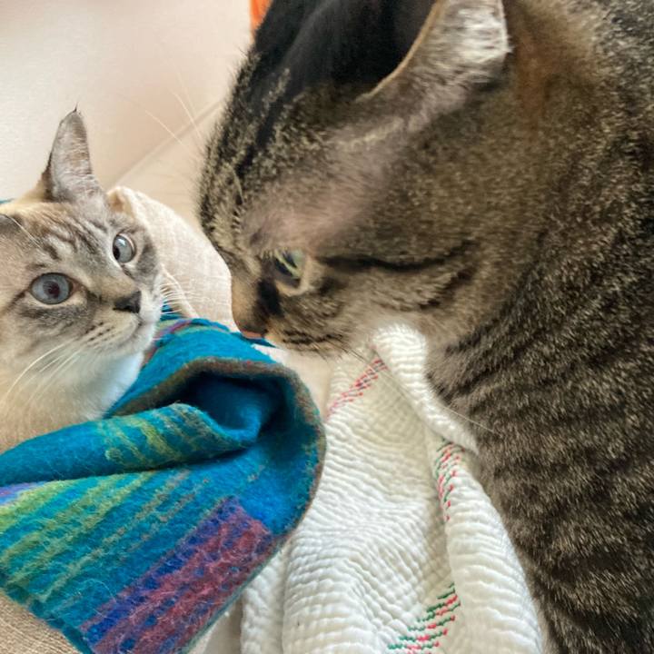 84f58762 9eee 455a b2e4 85c81c177808 1739076702787