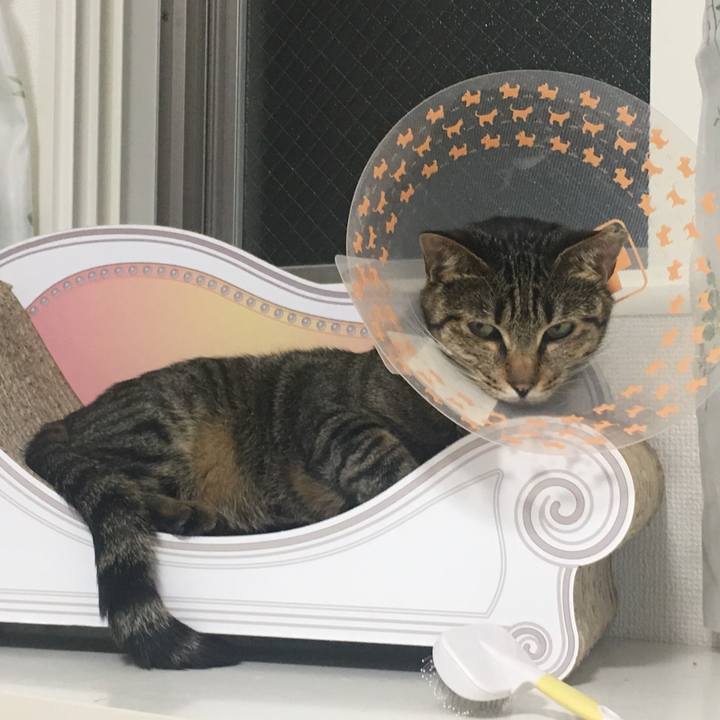 84f67cd5 9856 4cbc a7ea 2c7672f65b1e 1560781559645