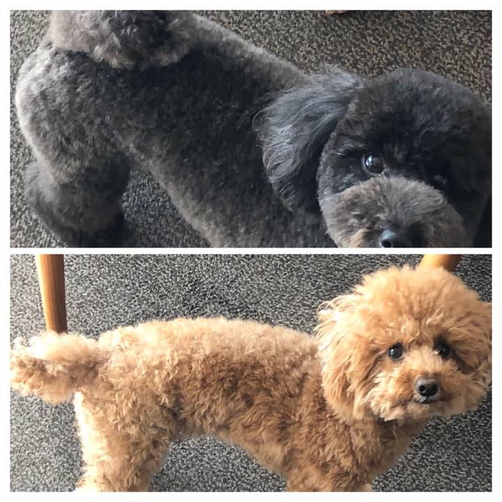 84f6f0da f99f 468d 908b c52a4ea14b99 1582797603415