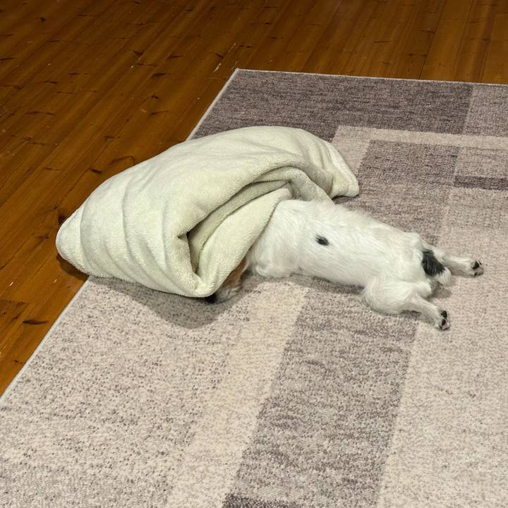 84fc778d 5ff8 4575 834a 29ec1b9cc4fd 1766229674600