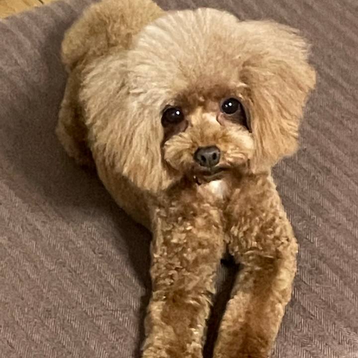 85010e8c 4734 4e8f b067 8d13e2a182e4 1653821974621