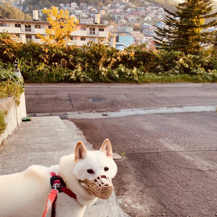 850289fd 5c50 4472 8200 da022769c641 1569532393310