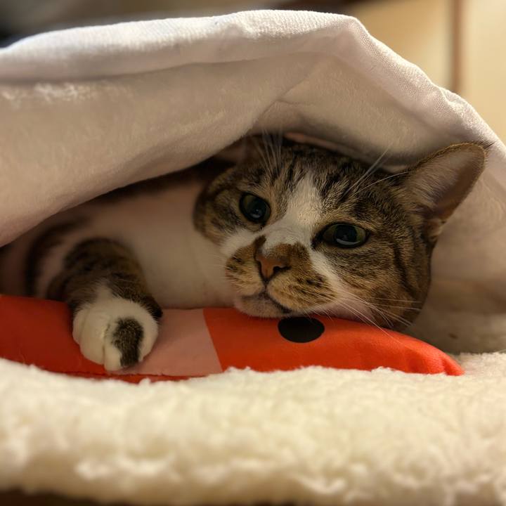 8502e2fe 0aca 4e4b 98e7 4ccbaba88f04 1732875212052