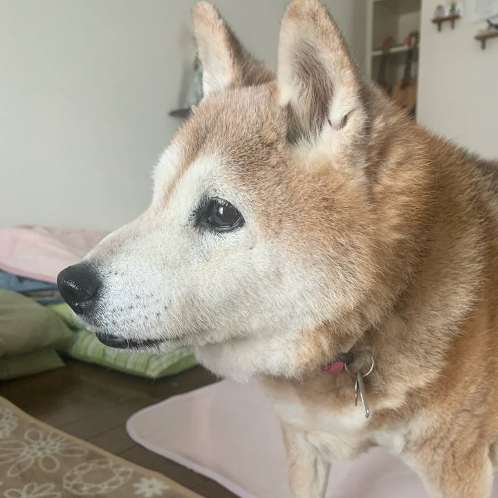 85088407 3974 4496 a424 9b5421ddccd8 1676432845854