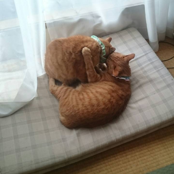 8508aca5 c9f8 4e25 8dee e8cd8d1860f0 1523942147662