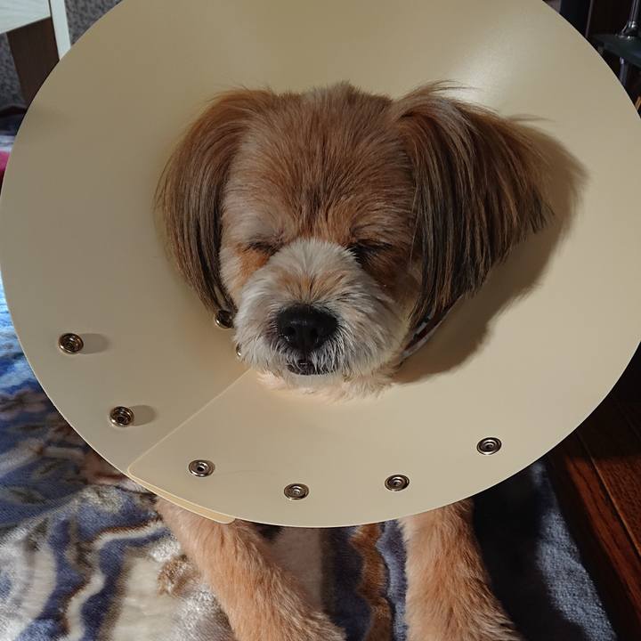 8511150f 55e5 4c26 9aab a4ca50f97954 1588160435759