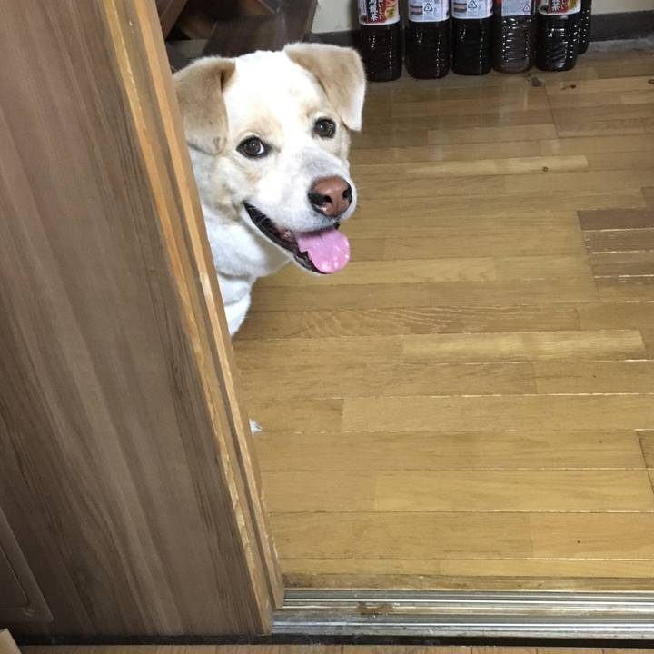 85158259 22fb 4dcc b288 4ae6252c97db 1527636012077