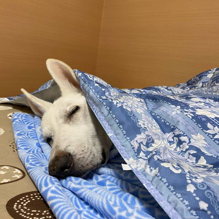 8517e30e b265 40a6 8742 6679c000e295 1608024342102