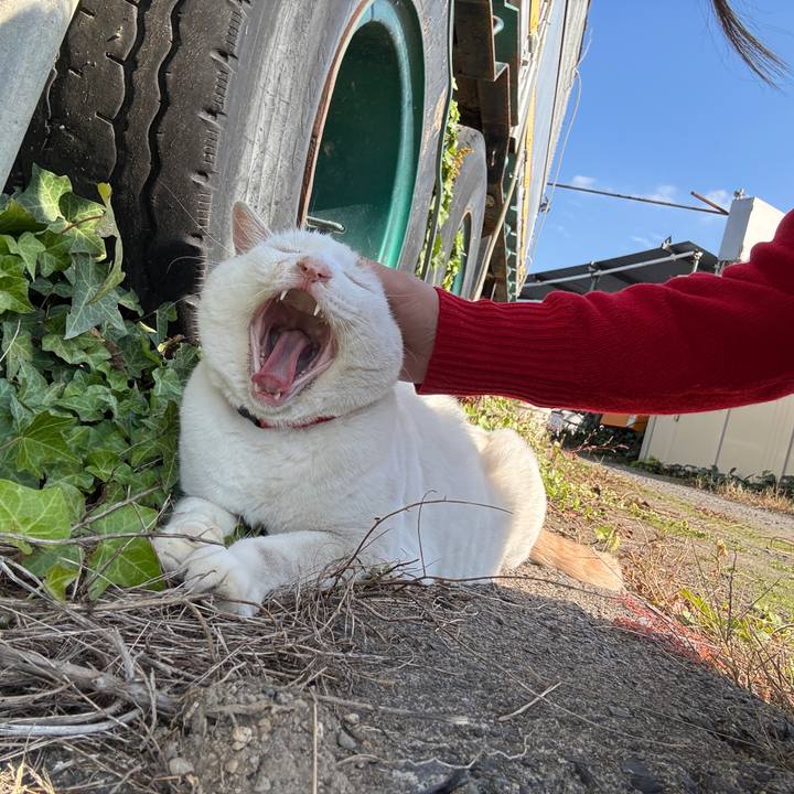 851bd376 073c 4d28 9858 ea399cc050be 1763197501374