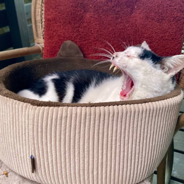 851df5bf 6413 4250 bca7 4763a31af3a9 1760661805739