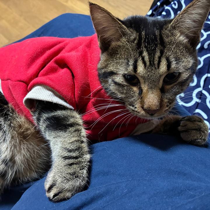 851fedae 7caf 4b43 bdab 62b7e2b11d04 1761683601368