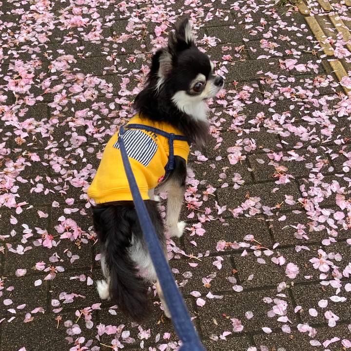 8524ce12 1f07 4ffd 849f b24d8c3ae3e2 1681619951772