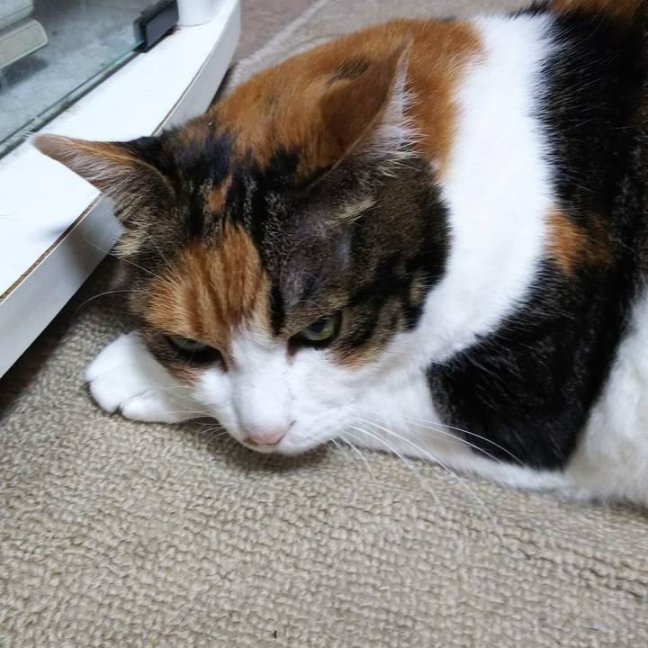 85279925 0701 402d bccf cfa31bade266 1538965662760