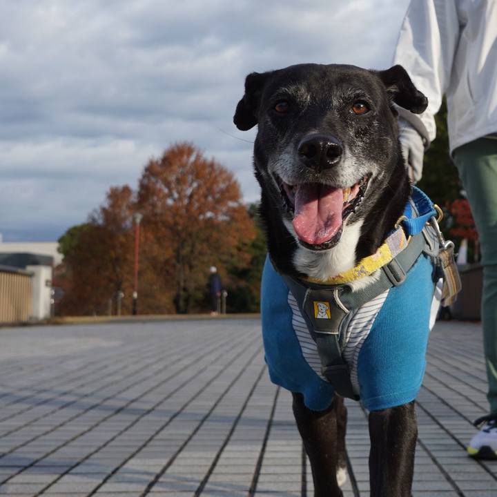 8527c602 36f1 49a8 93cd 2cb448bebf1e 1763432610950