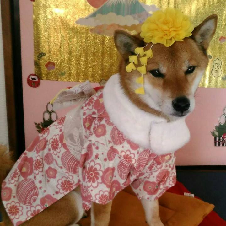 8527f853 84cf 4133 8976 2fdff724ccad 1513417531164