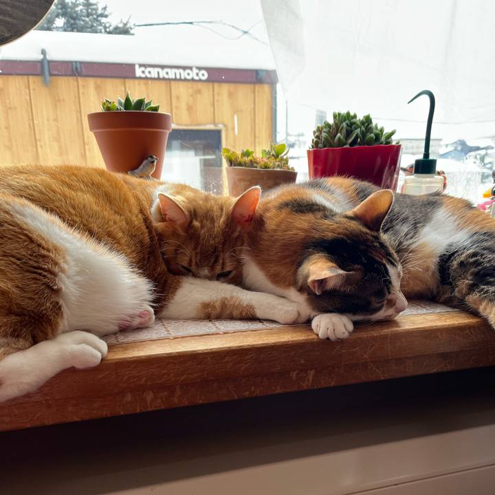 852b34d2 e330 4c6a 91f6 12218075bb44 1769044034207