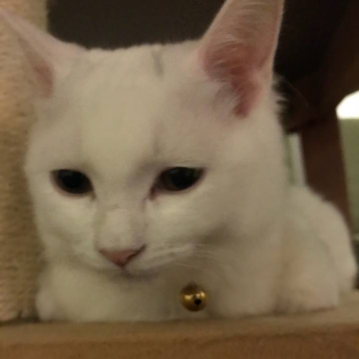 852eaf3e 2da4 48cd 84e0 8892944cdc57 1511005302675