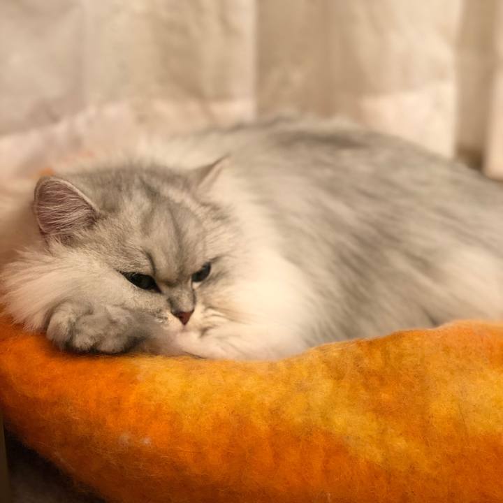 852ec0c9 5597 44ce be2f d2a3c9eab47f 1548055879897