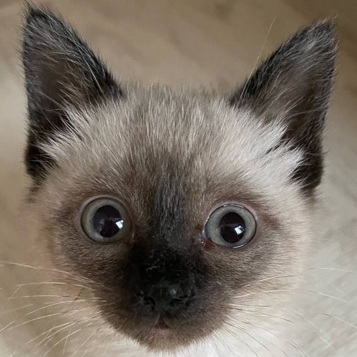 85322e9f 16e6 4cfc 94ef 6a7edcace366 1686948324750