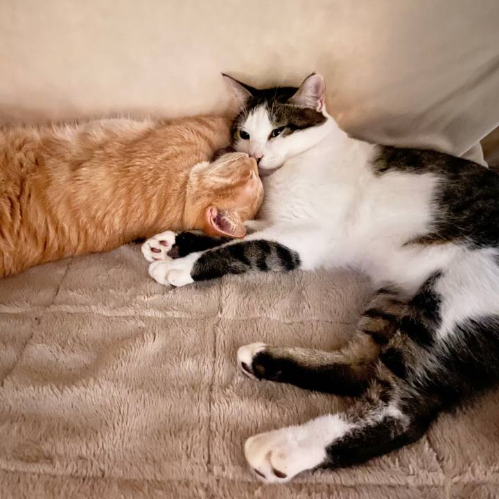 853414d2 2a73 4fcb afb1 bf02f574c453 1764193423191