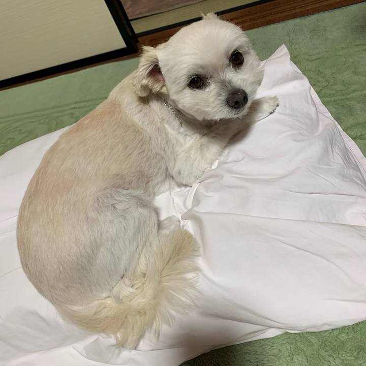 853a9484 2382 479b b419 8bf6655d1aed 1636454050423