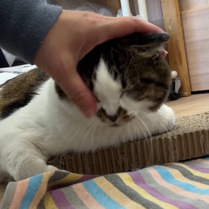 853ba4ea f9bc 4938 816d bce6c43f81c5 1770159496532