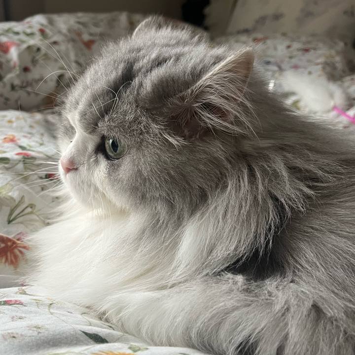 853bb837 7bd7 47bc a006 21094339182f 1765713909897