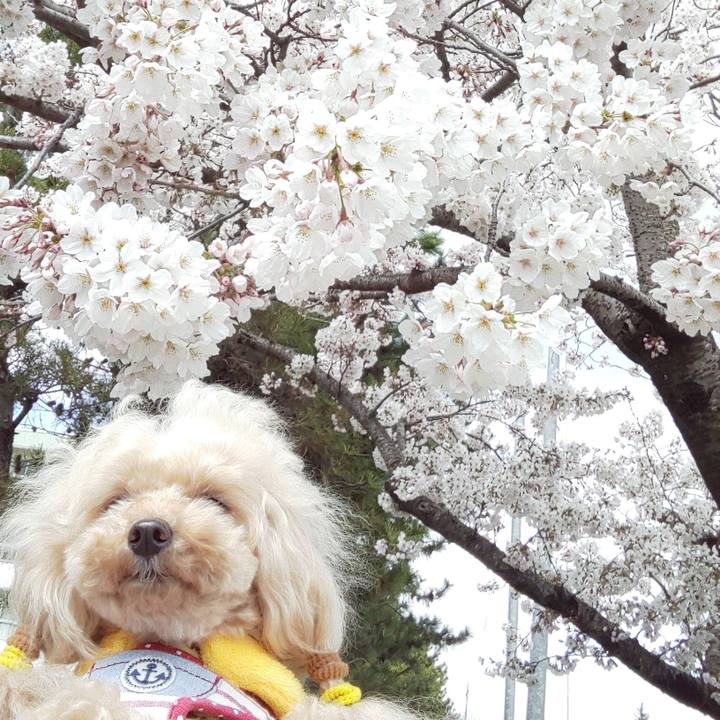 853cc67d 2ebc 474c 9ac1 7c1998c20dc3 1586265689489