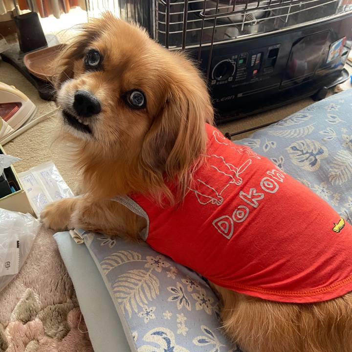 85412b6e c1d6 40f0 9206 6d1212bca190 1608341632826