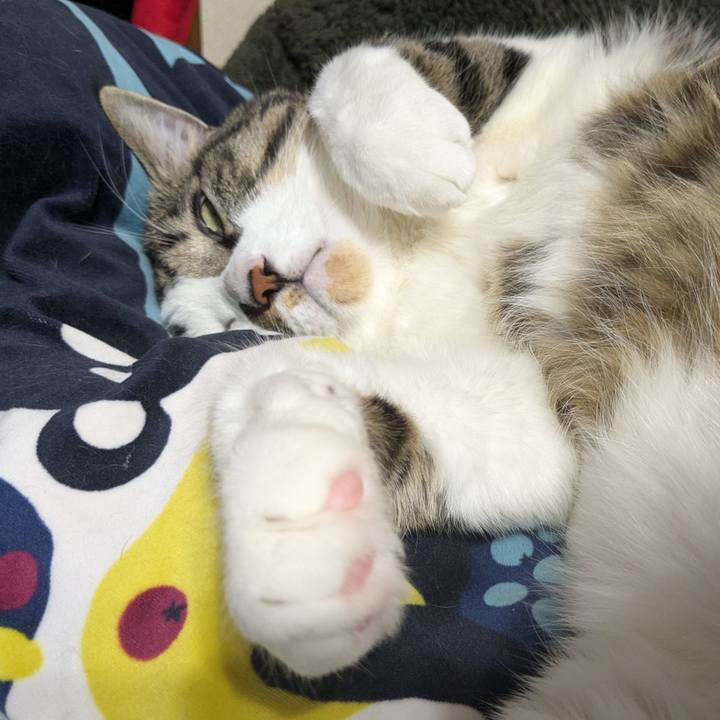 8542ce20 e989 47d1 b293 319086990027 1732444701604