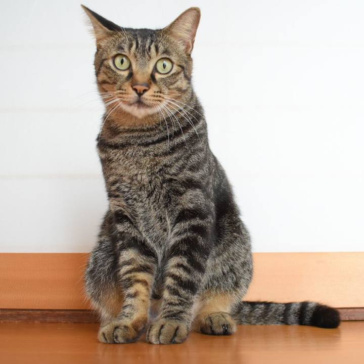 85438b77 6bca 4207 8248 5fdcb6000424 1535076187690