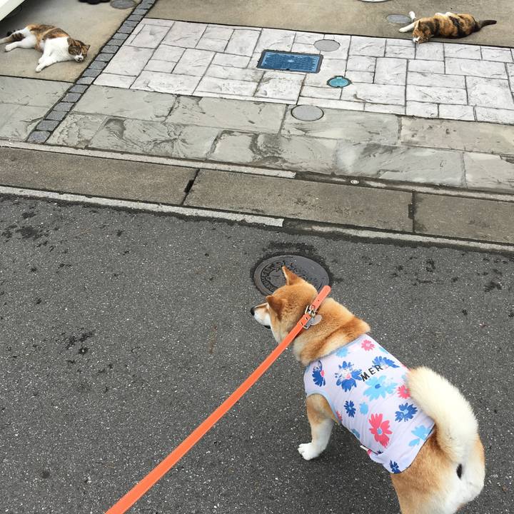 8545a6b2 fdc0 4ea0 a742 4675dac1444d 1613298887337